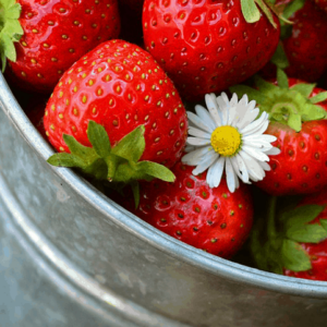 secchiello di fragola altopolesana fragula