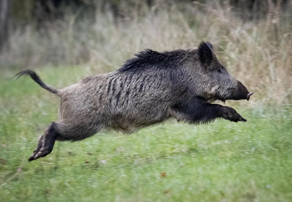 cinghiale che salta